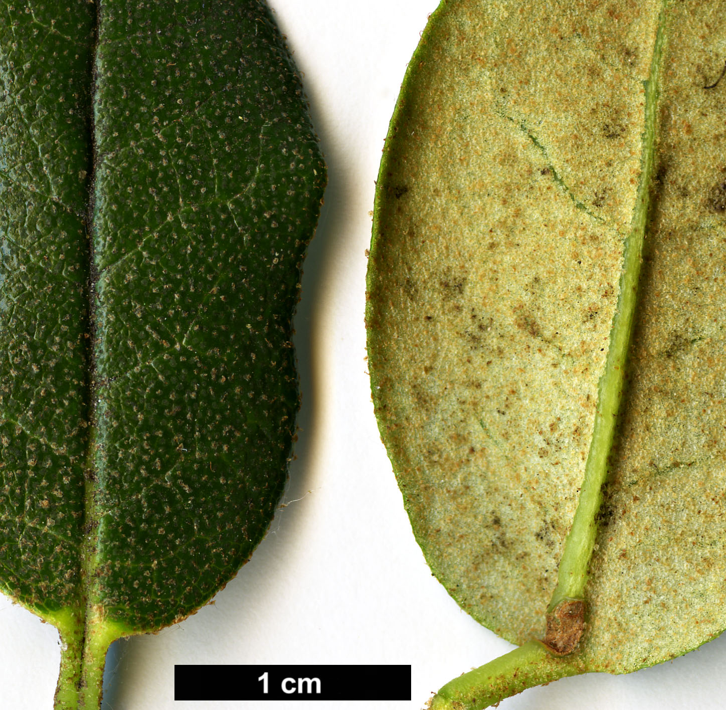 High resolution image: Family: Ericaceae - Genus: Rhododendron - Taxon: anthopogon - SpeciesSub: subsp. anthopogon 'Betty Graham'